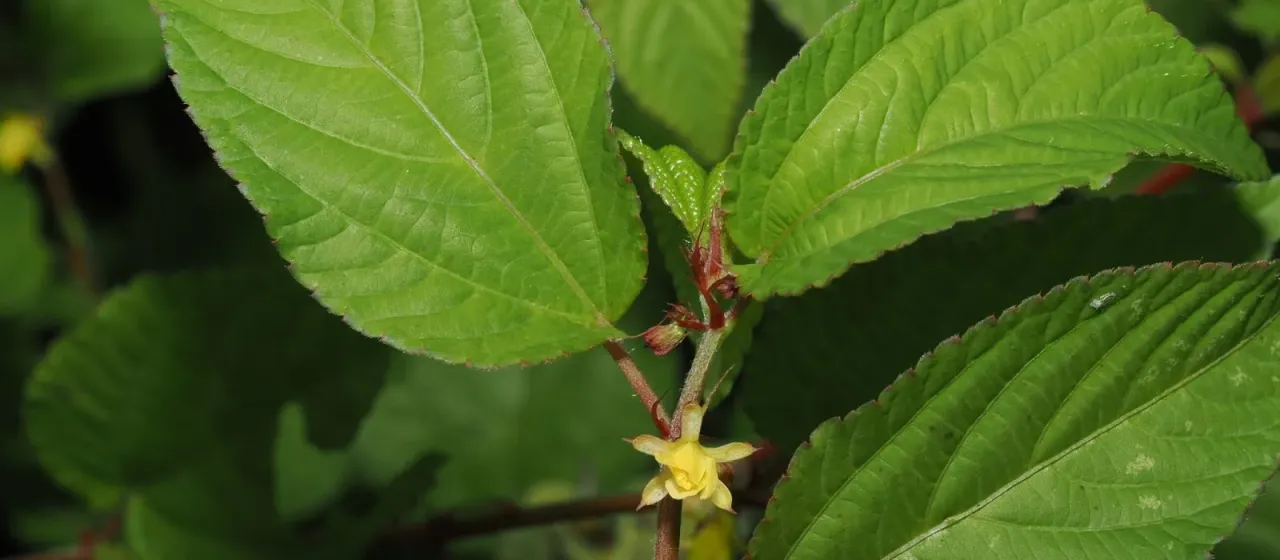 Corchorus aestuans