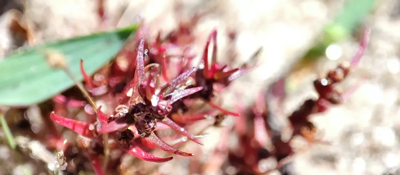 Rotala mexicana