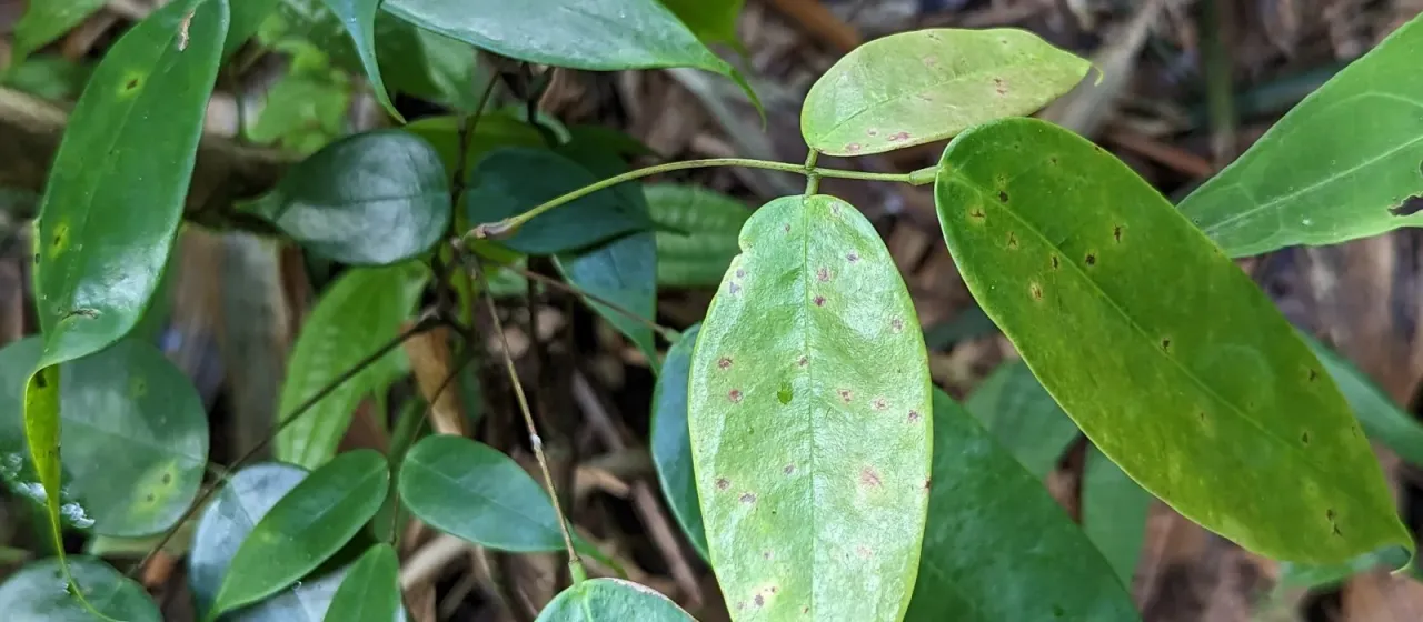 Rourea surinamensis