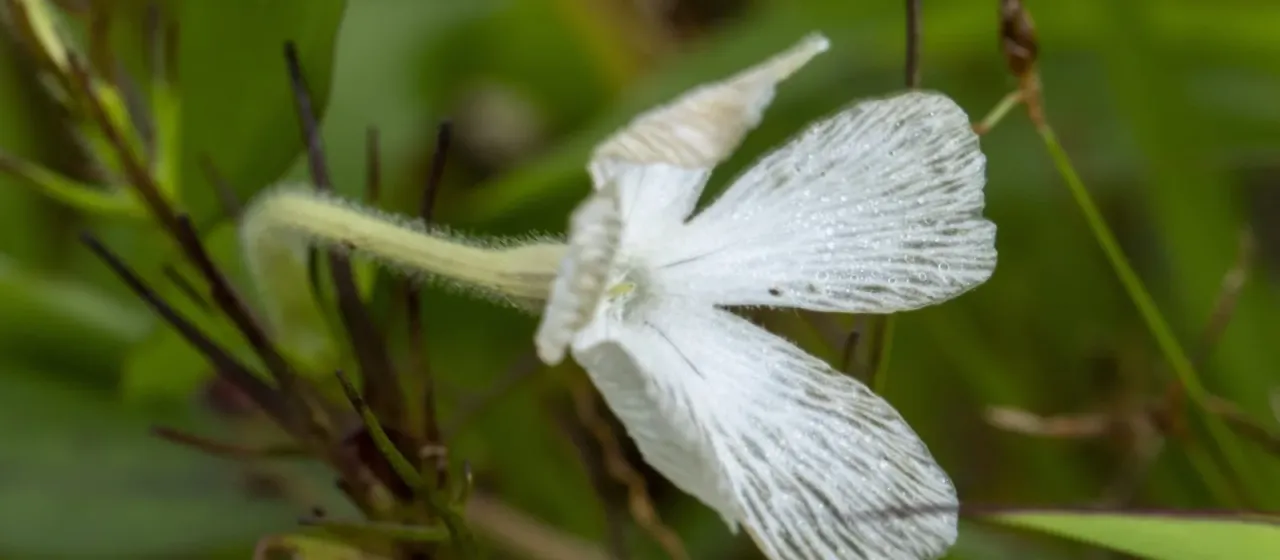 Rhamphicarpa