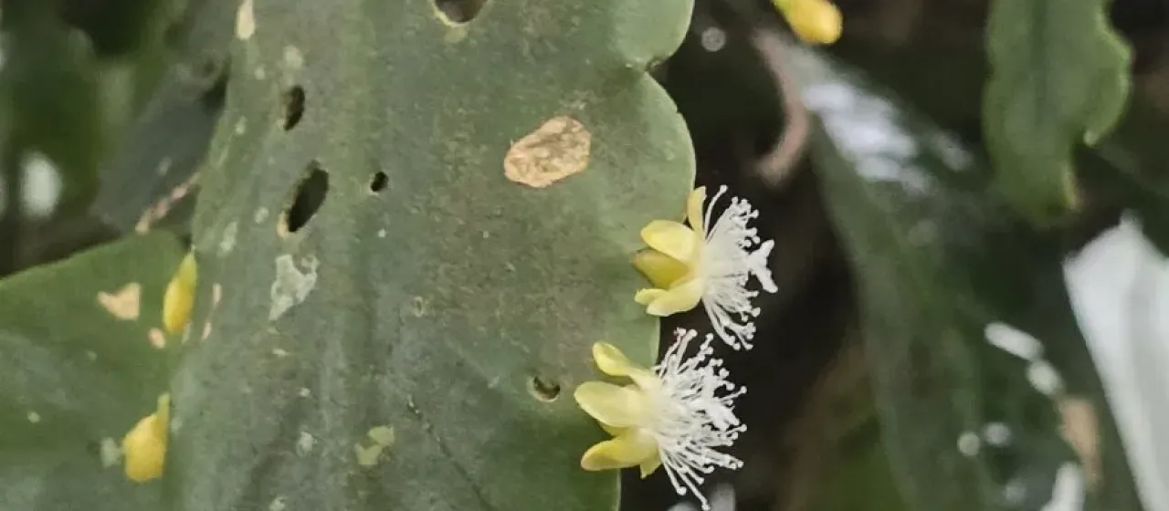Rhipsalis platycarpa