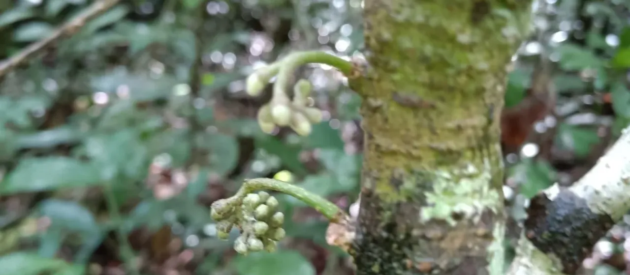Raputia