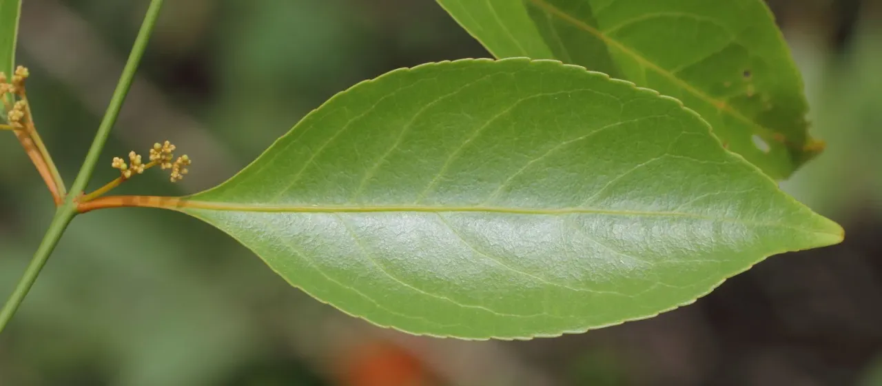 Reissantia indica