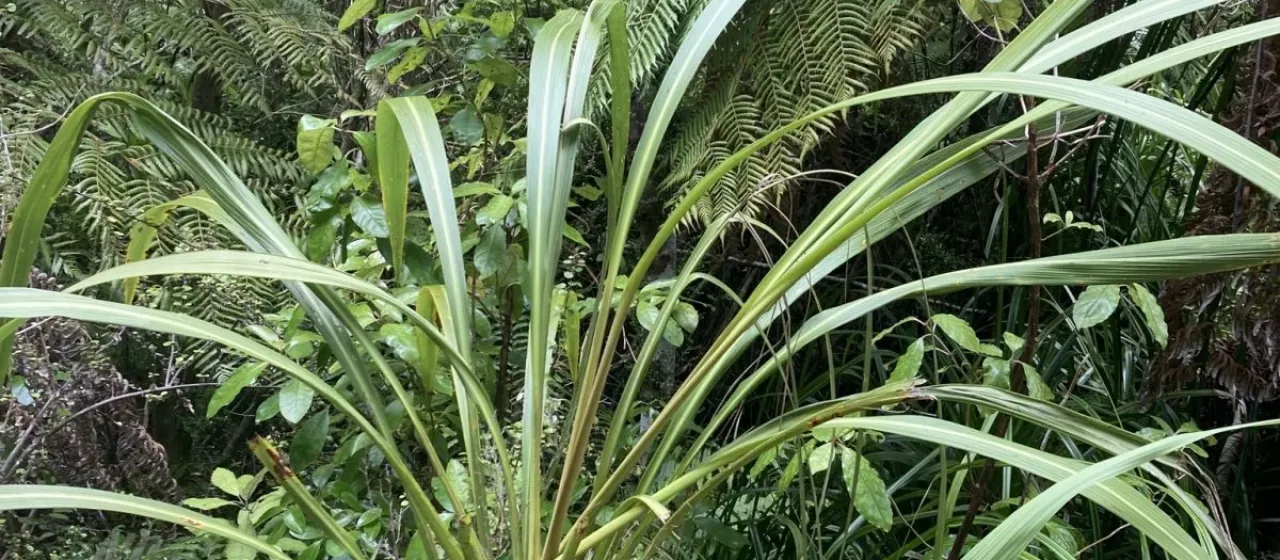 Cordyline banksii