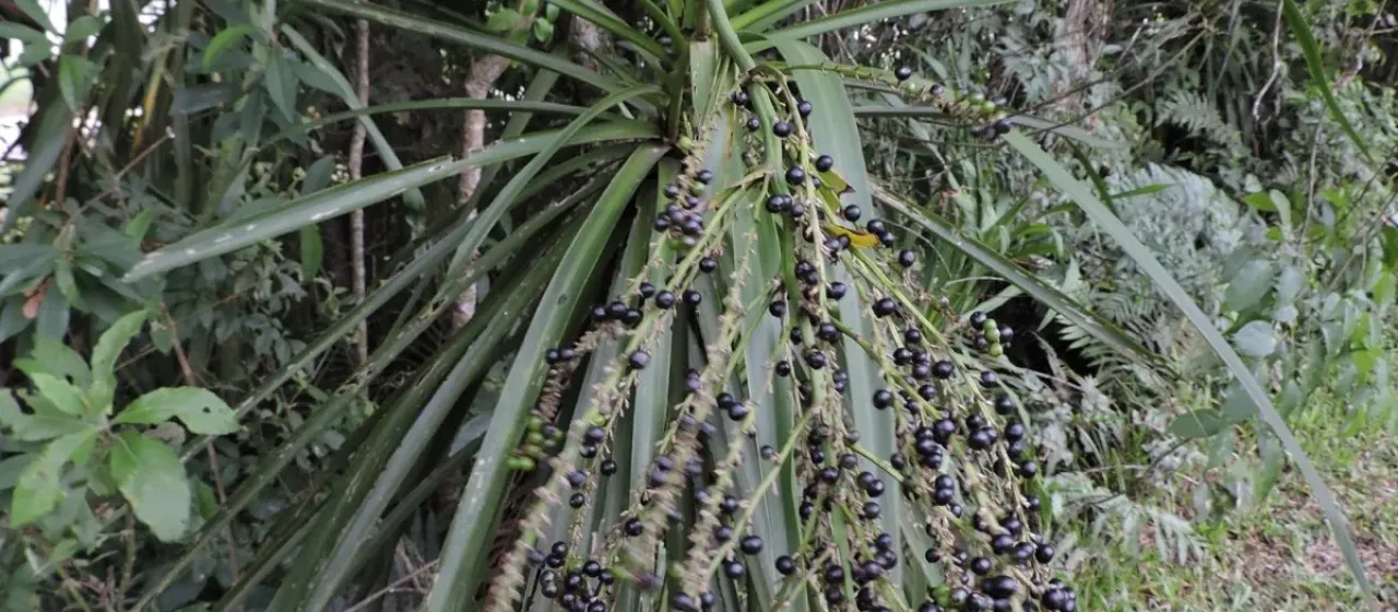 Brazilian dracaena
