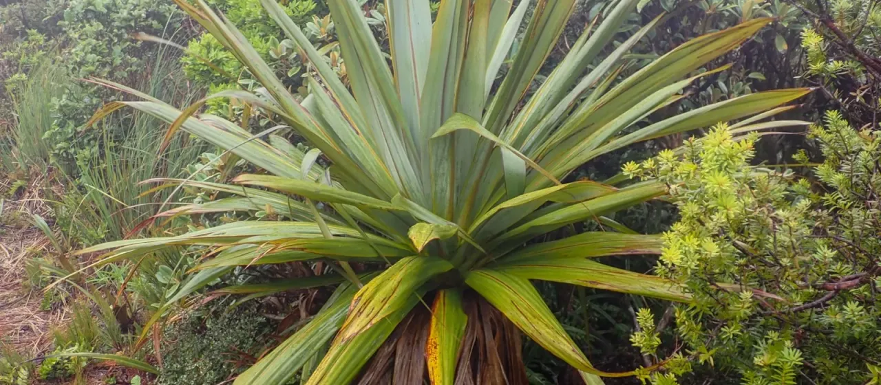 Cordyline indivisa