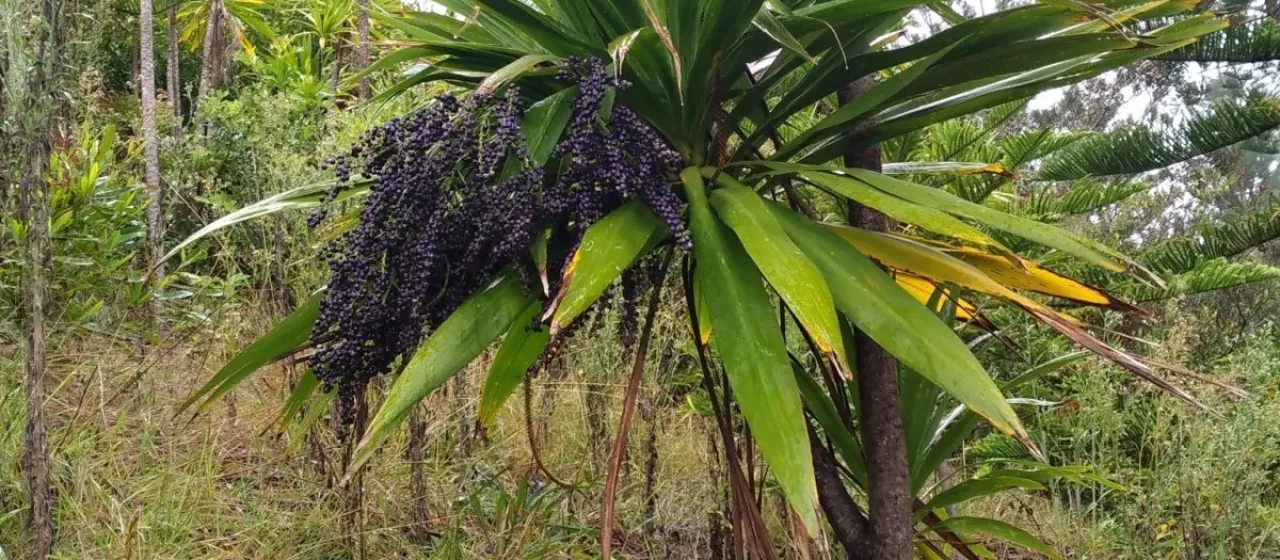 Cordyline kaspar