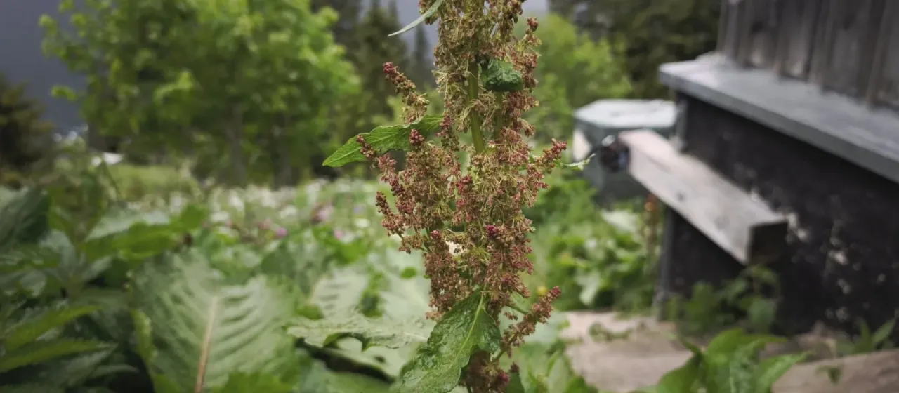 Щавель альпийский