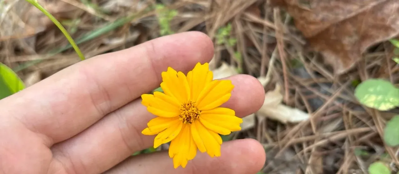 Mouse-ear tickseed