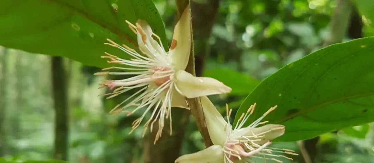 Ryania speciosa
