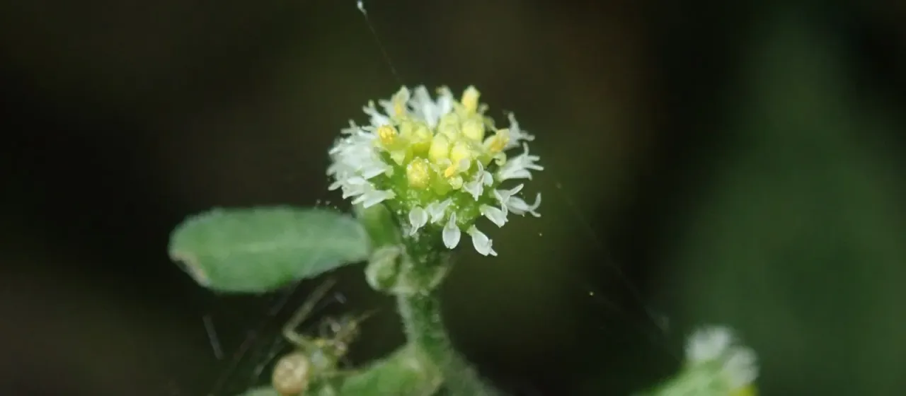 Rhynchospermum