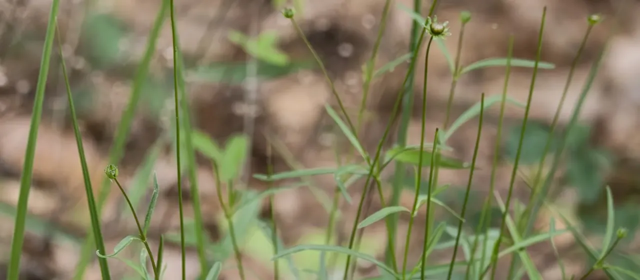 Lance-leaved coreopsis