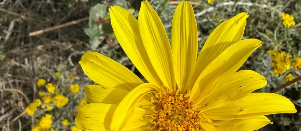 Sea coreopsis