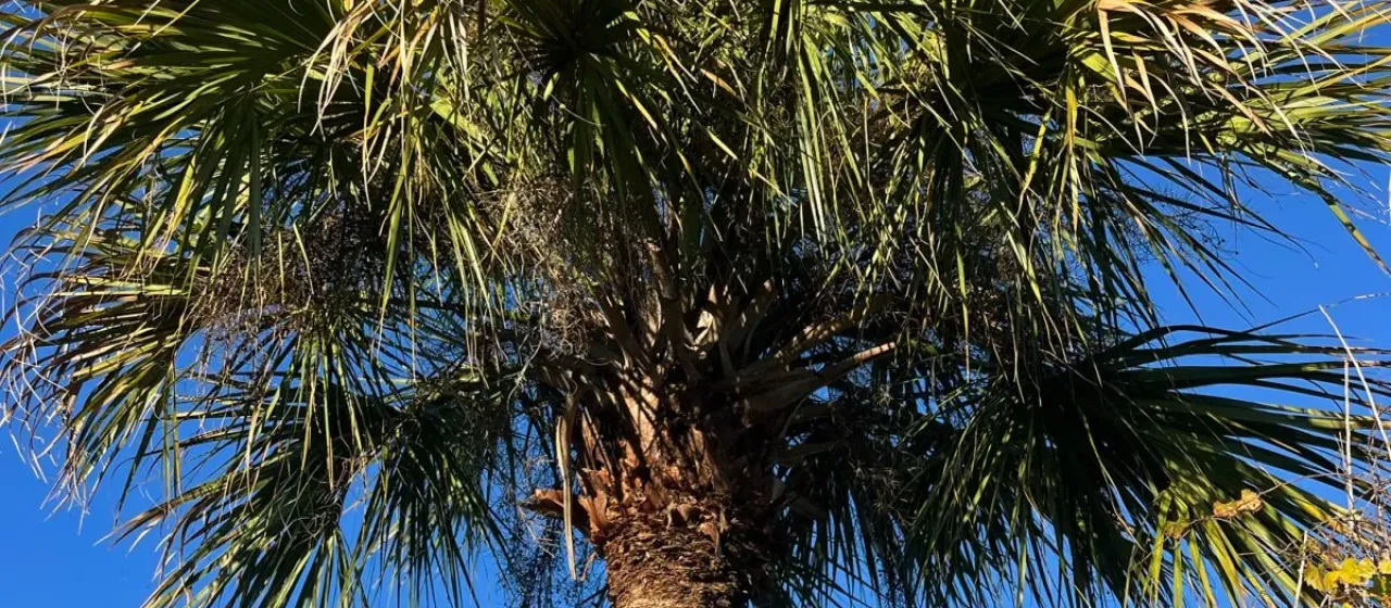 Cabbage palmetto