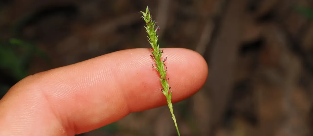 Glenwood grass