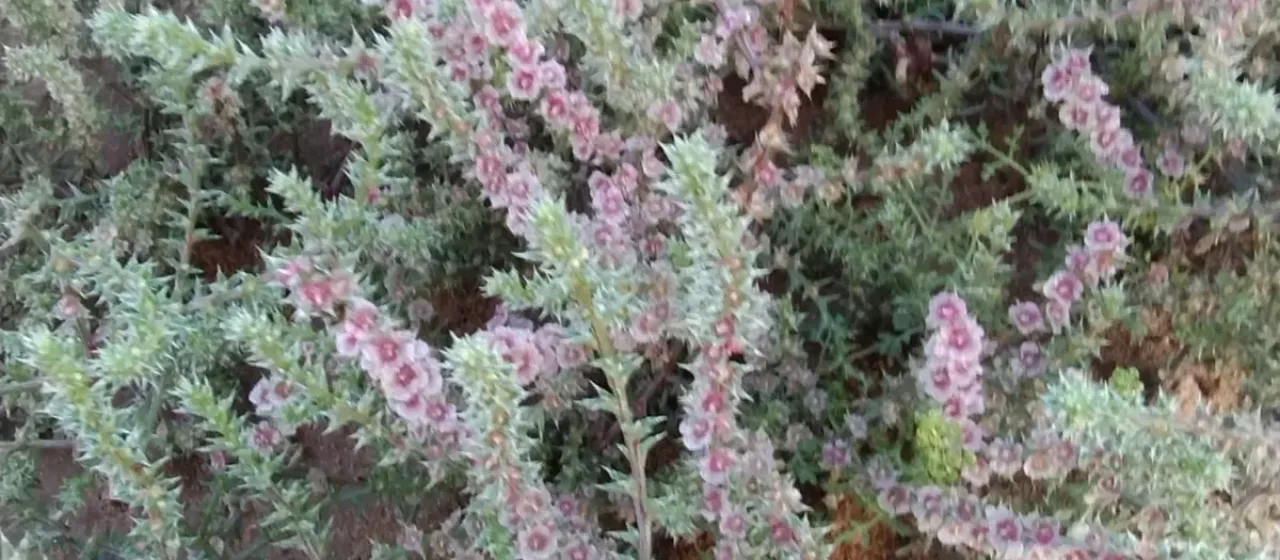 Солянка Паульсена