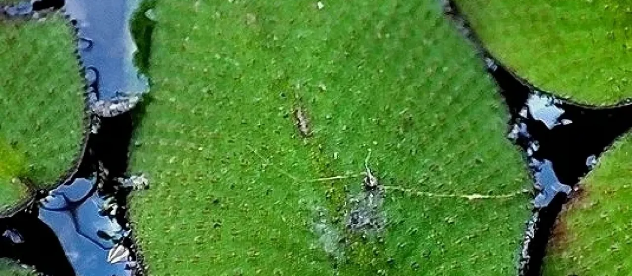 Salvinia auriculata
