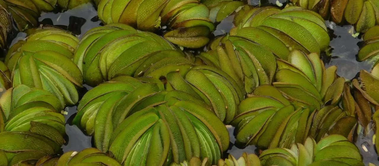 Salvinia biloba