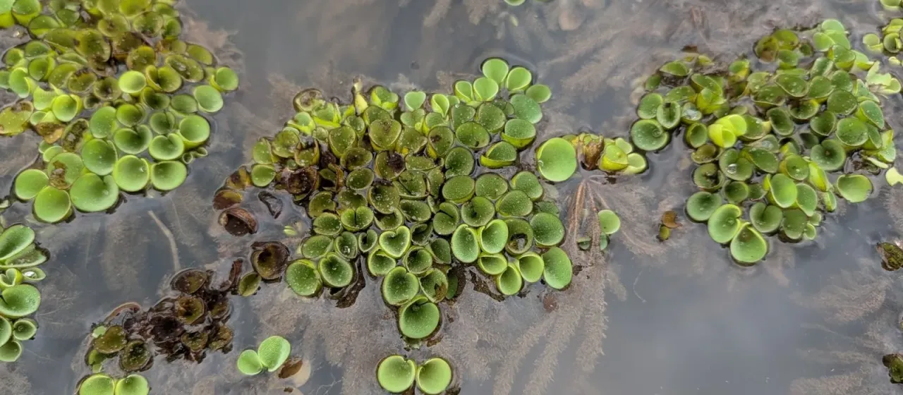 Salvinia cucullata