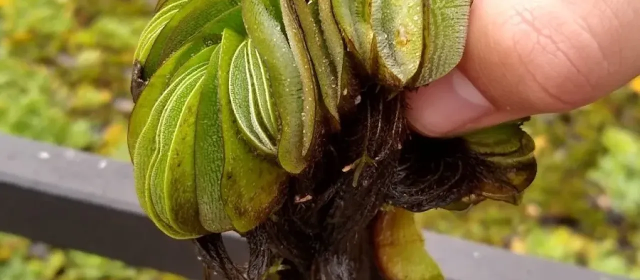 Salvinia herzogii