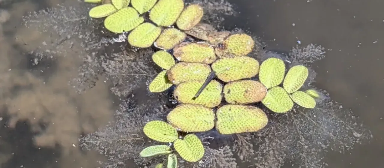 Floating watermoss