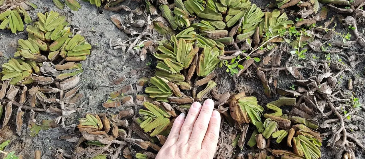Salvinia oblongifolia