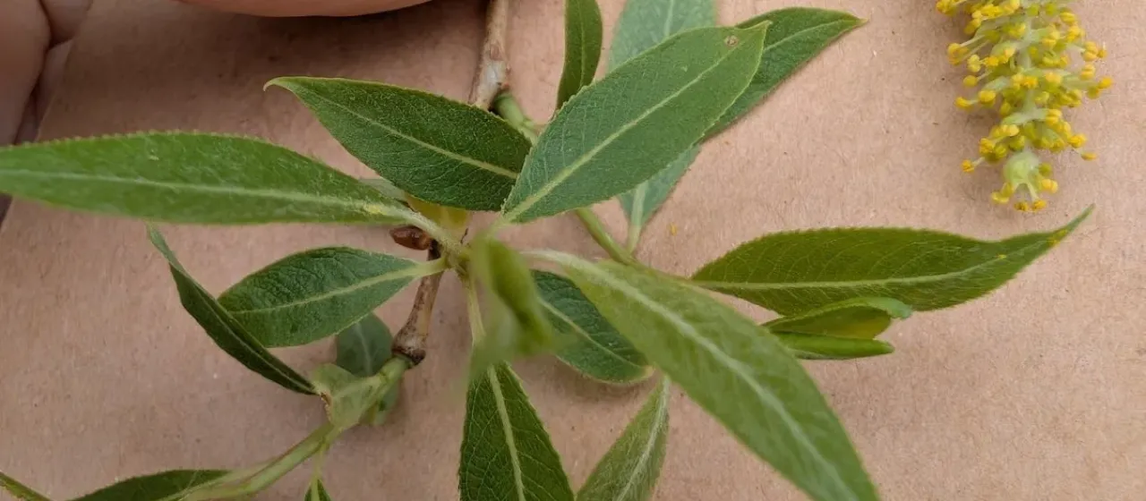 Peachleaf willow