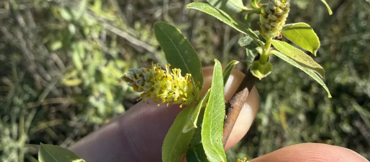Carolina willow