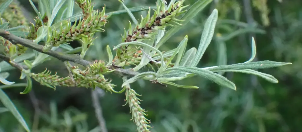 Rosemary willow