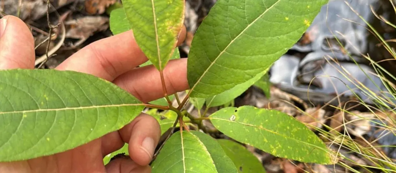 Florida willow