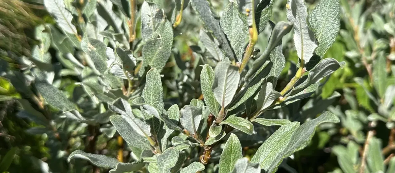 Swiss willow