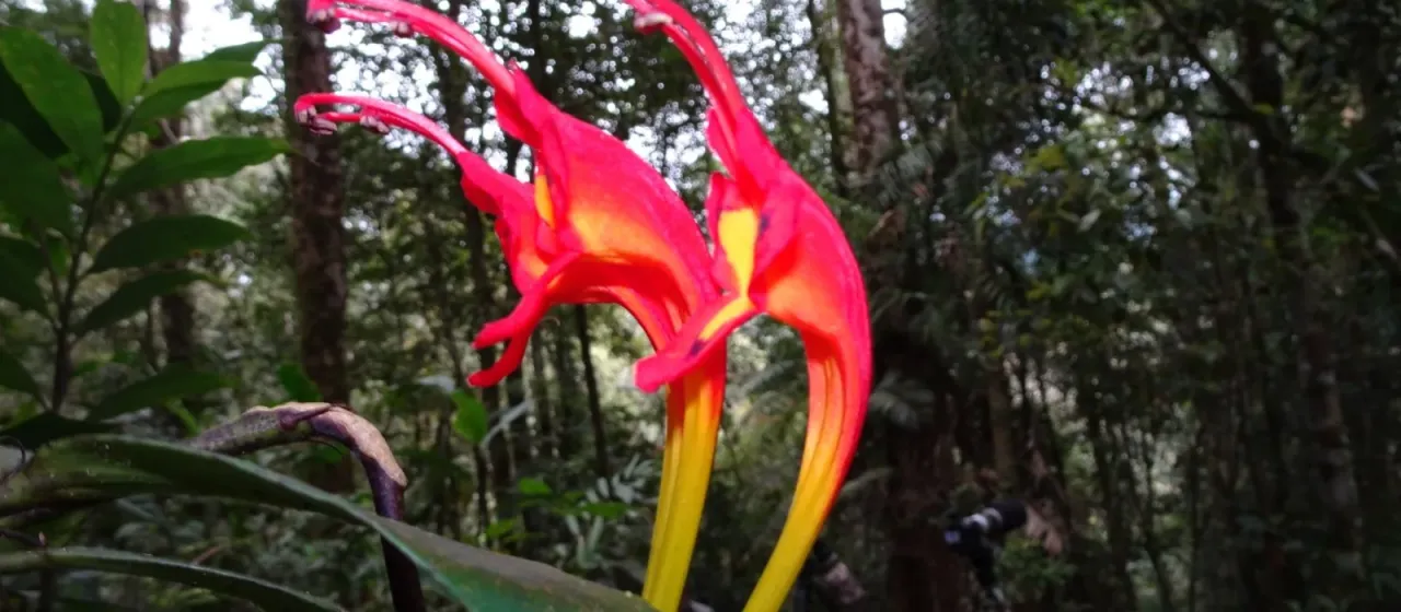 Aeschynanthus speciosus