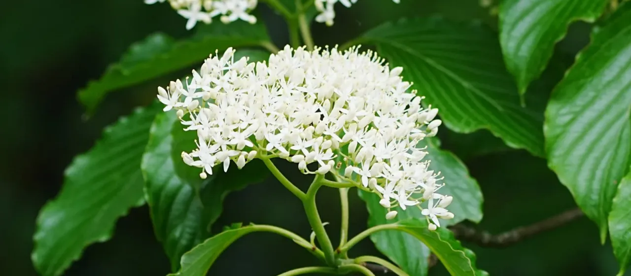 Giant dogwood