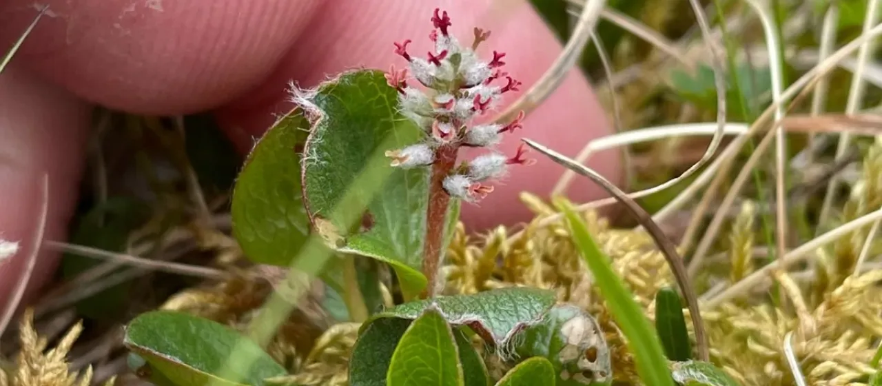 Polar willow