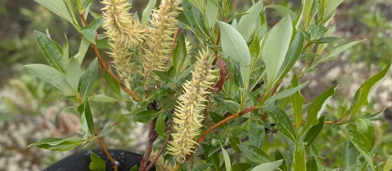 Diamondleaf willow