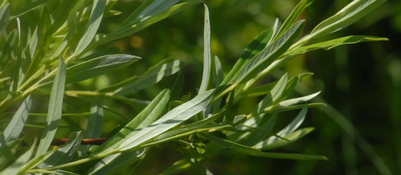 Rosemary willow