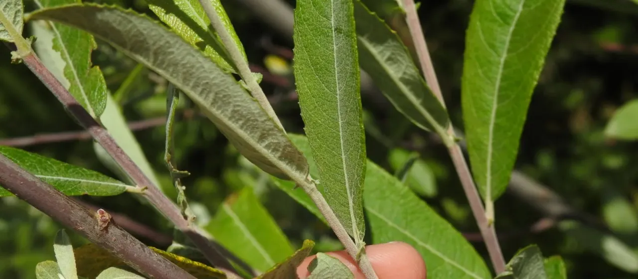 Sage-leaved willow