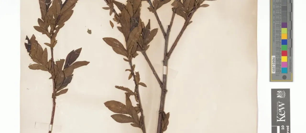 Tsugaru willow