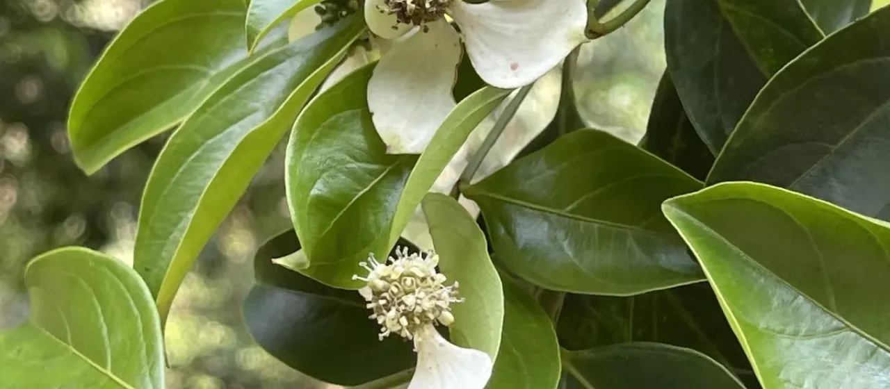 Hong Kong dogwood