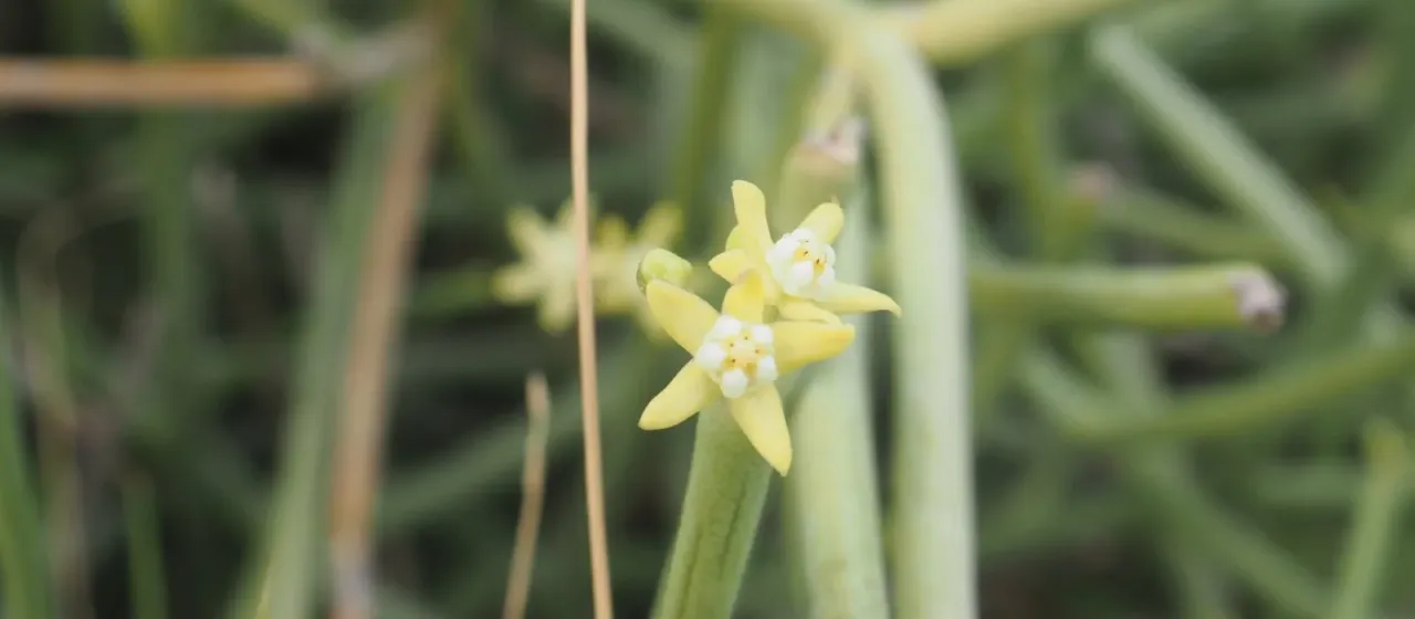 Sarcostemma australe