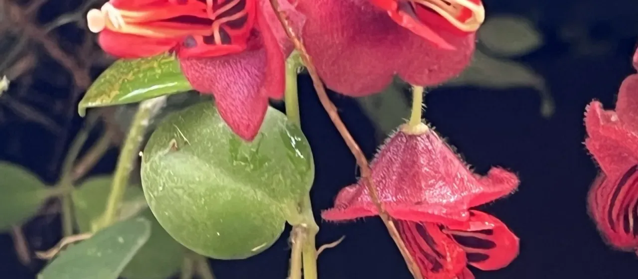 Aeschynanthus tricolor