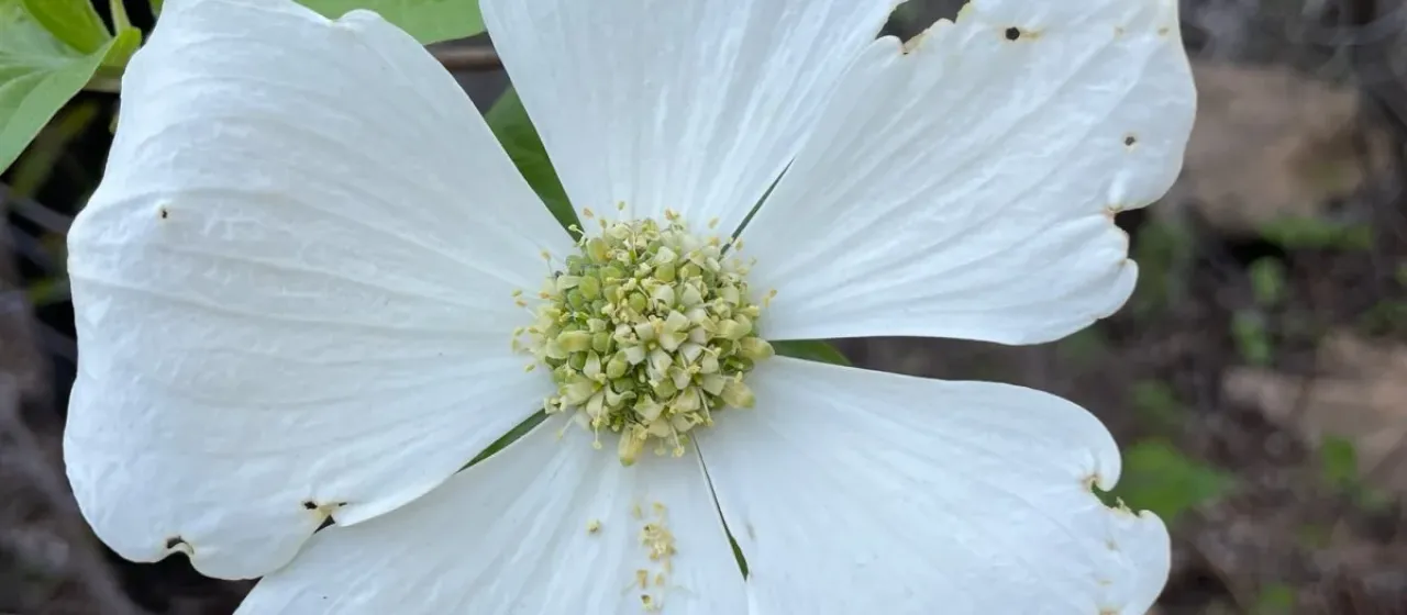 Pacific dogwood
