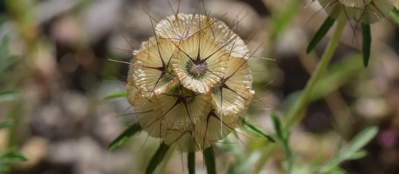 Starry scabious