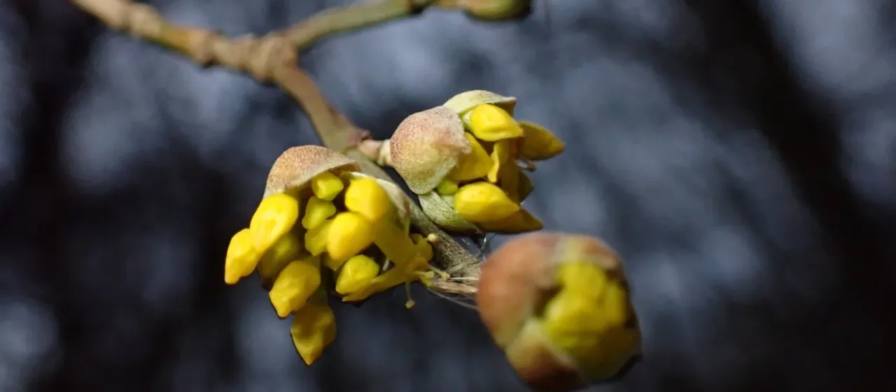 Asiatic dogwood