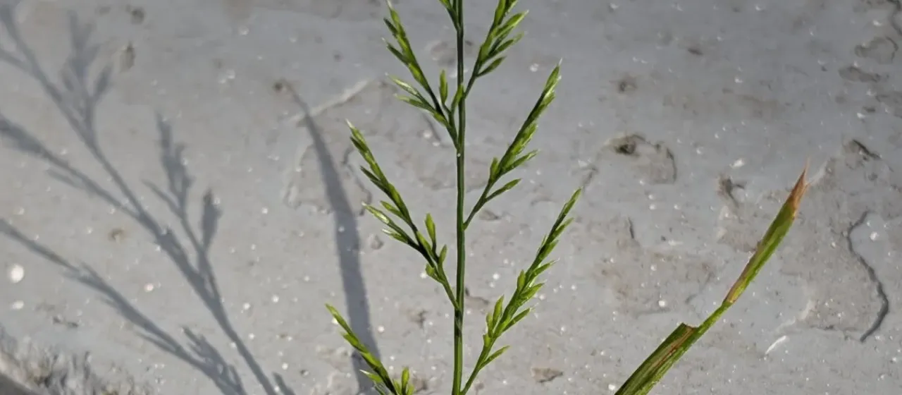 Scleropoa