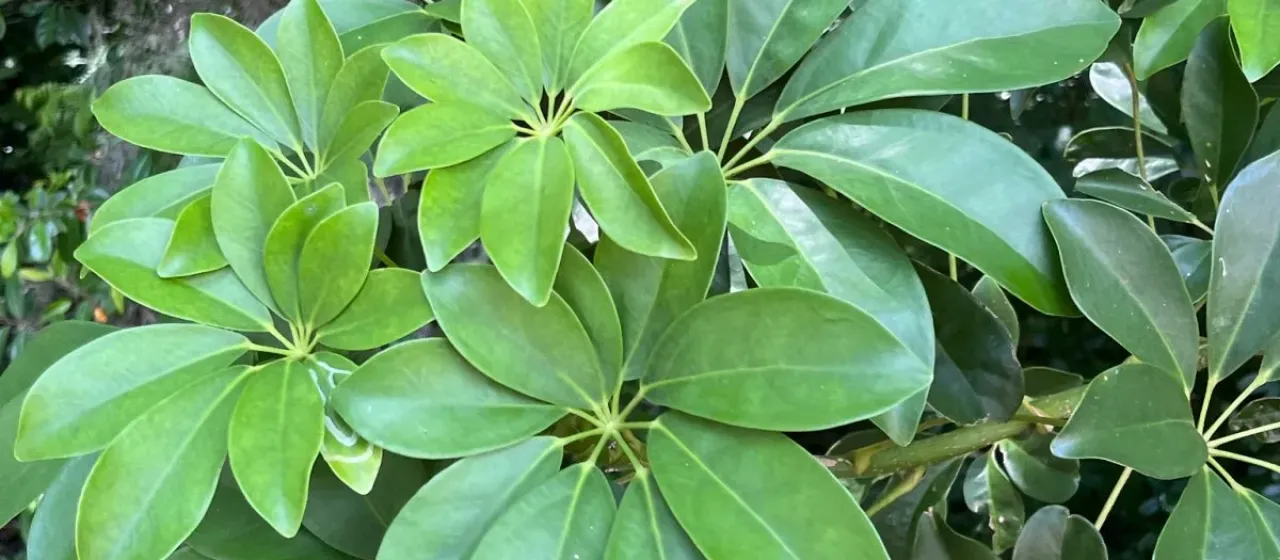 Dwarf umbrella tree