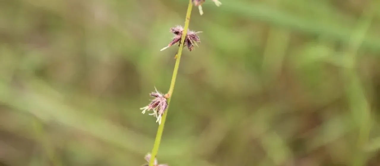 Scleria