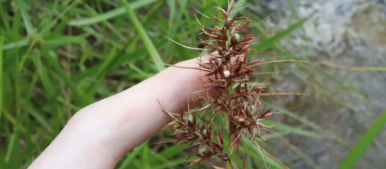 Fringed nutrush