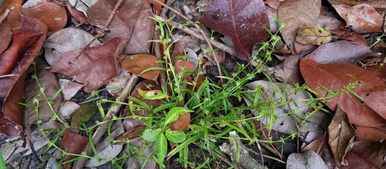 Scleria caricina