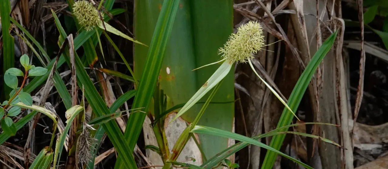 Scleria cyperina